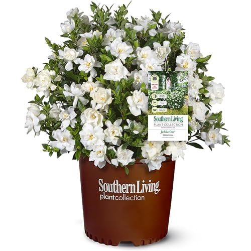 Jubilation Gardenia, 2 Gal, Fragrant White Blooms
