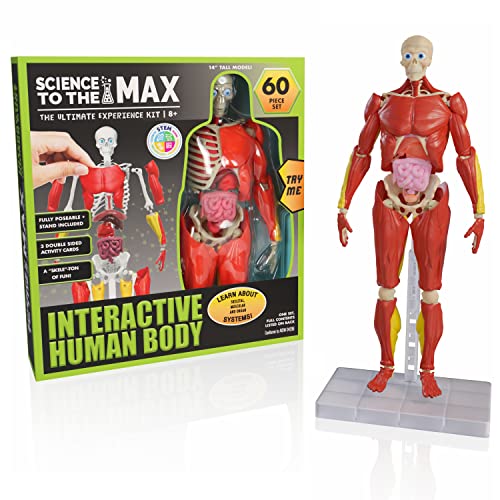 Interactive 14” Human Body Anatomy Kit – 60 Pieces, Ages 8+