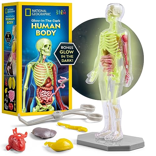 National Geographic Glowing Human Body Model – 32-Piece Kit